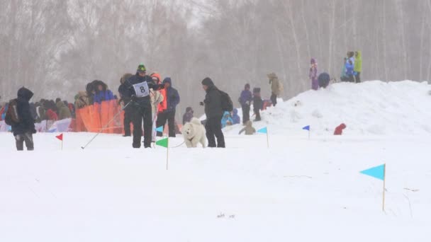 Skijoring 競技中にハスキー犬と男選手 — ストック動画
