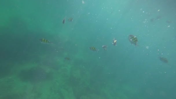 Under vandet udsigt over fisk. Snorkling i Andamanhavet – Stock-video