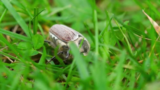 Maj-bug skalbagge i gräs — Stockvideo