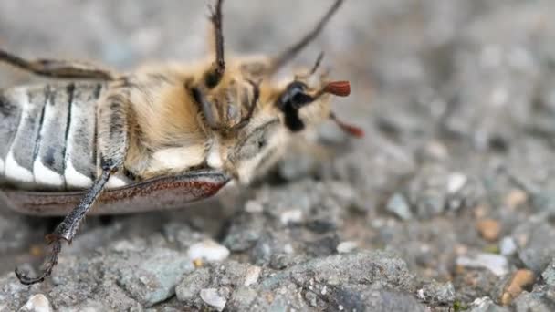 Escarabajo de mayo acostado en la espalda — Vídeo de stock