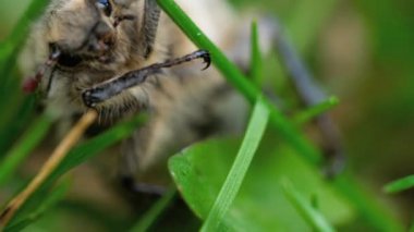 Mayıs-böcek böcek çimen