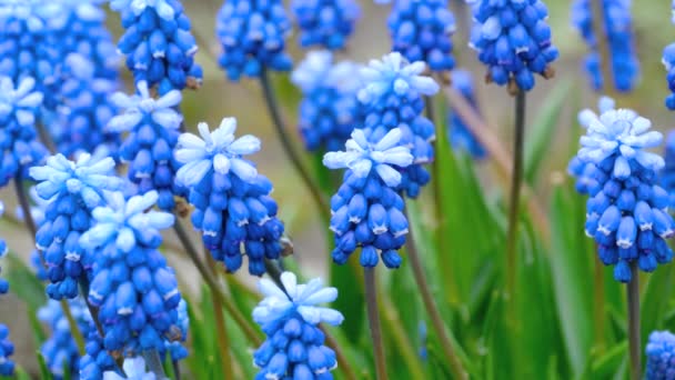 Blå blommor Muscari med regndroppar — Stockvideo