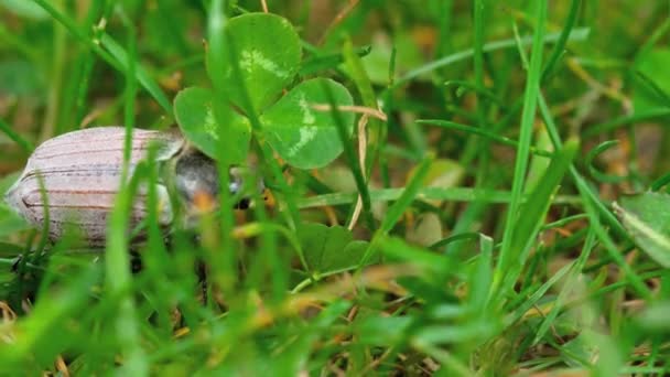 Május-rovar bogár a fűben — Stock videók
