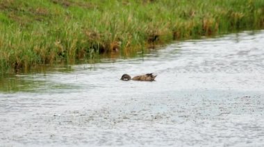 Dalış yeşilbaş ördek