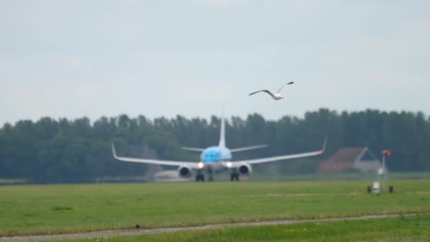 KLM Boeing 737 acelera e descola — Vídeo de Stock