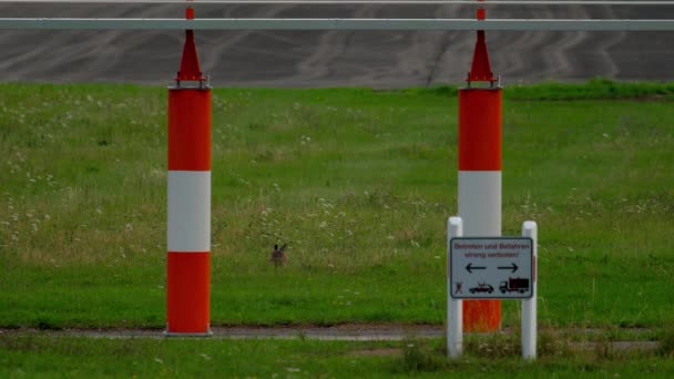 Lièvre près de la piste de l'aéroport de Düsseldorf — Video