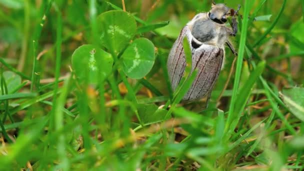 Peut-insecte scarabée dans l'herbe 