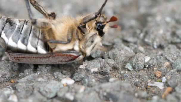 Mei-bug kever liggend op de rug — Stockvideo