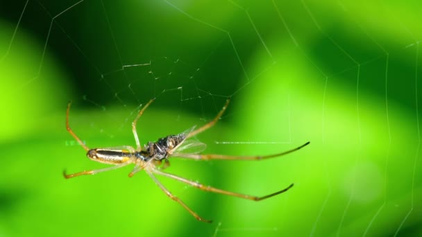Spindel på webben, äter bytesdjur — Stockvideo