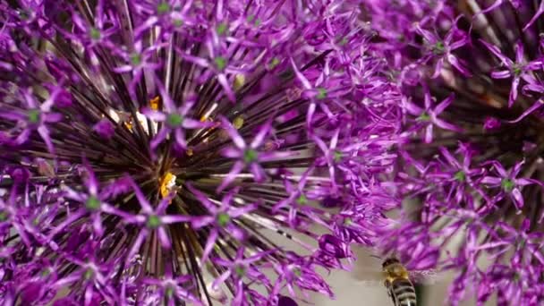 Pszczoła na kwiaty cebula — Wideo stockowe