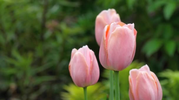 Roze tulpen bloem — Stockvideo