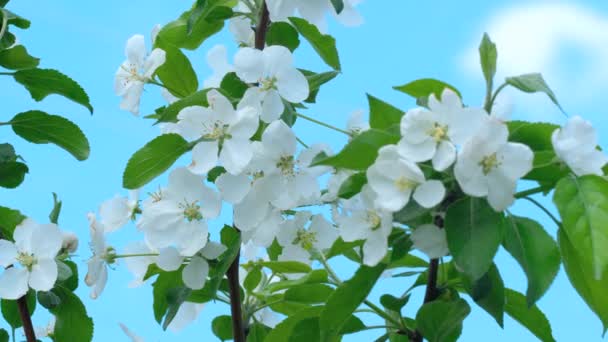Apple-tree in bloom — Stock Video