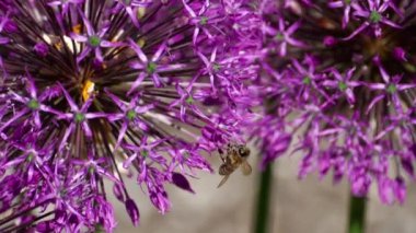 Soğan çiçek arıya