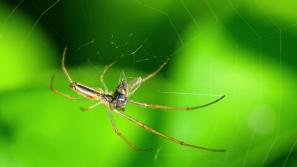 Spider on the web, eats prey — Stock Video