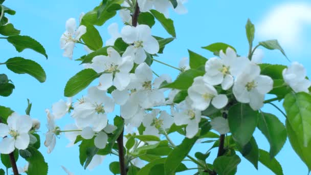 Apple-tree in bloom — Stock Video