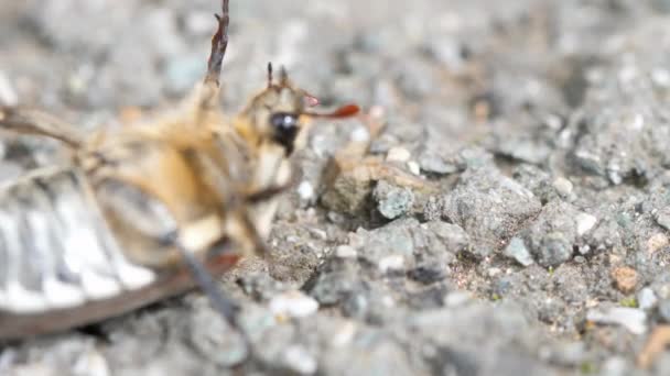 Května bug brouk ležet na zádech — Stock video