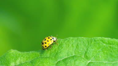 Çimlerde uğur böceği