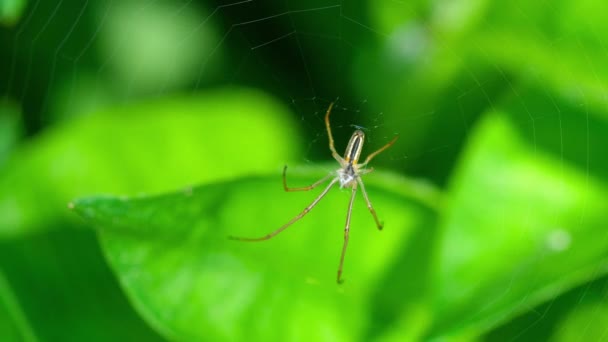 Bir web Spider örgüleri — Stok video