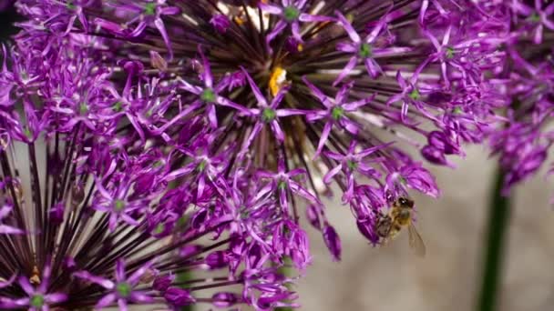 Biene auf Zwiebelblumen — Stockvideo