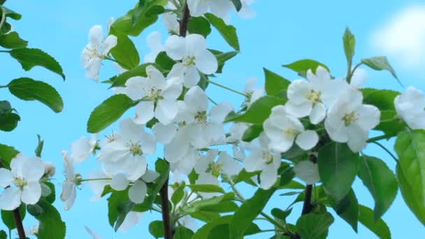 Apple-tree in bloom — Stock Video