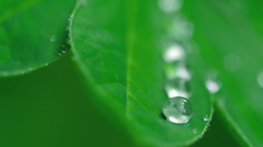 Yağmur damlaları ile acı bakla yaprağı