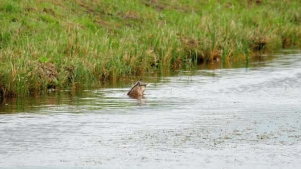 Mallard duck duiken — Stockvideo