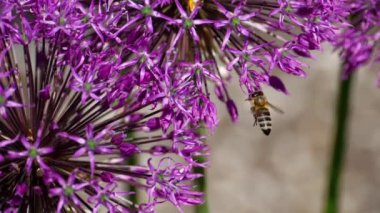 Soğan çiçek arıya