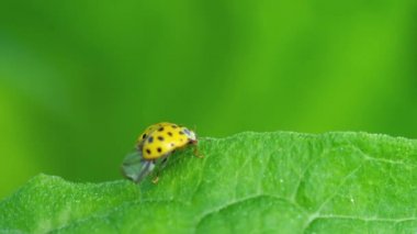 Çimlerde uğur böceği