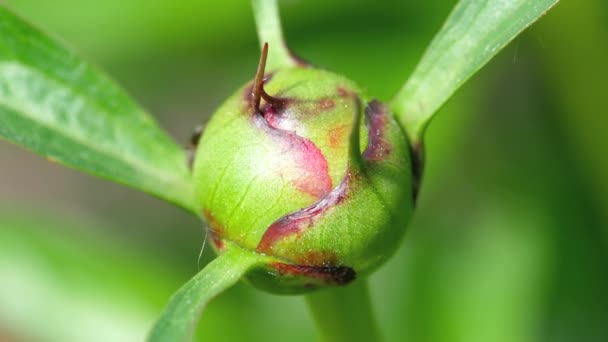 Gros plan sur le bouton de pivoine — Video