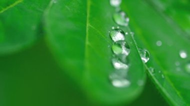 Yağmur damlaları ile acı bakla yaprağı