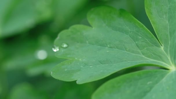 빗방울과 aquilegia 잎 — 비디오