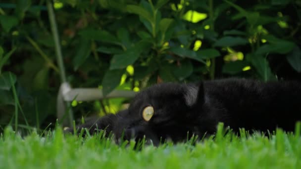 Negro escocés Fold gato — Vídeos de Stock