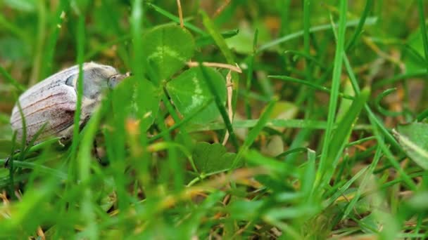 Майский жук в траве — стоковое видео