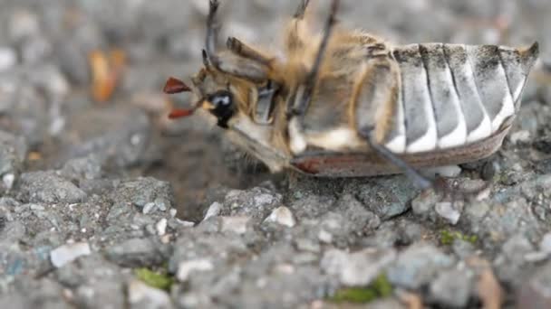 Escarabajo de mayo acostado en la espalda — Vídeos de Stock