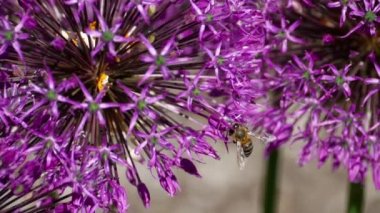 Nektar, yavaş toplama bir soğan çiçek pollinating arı