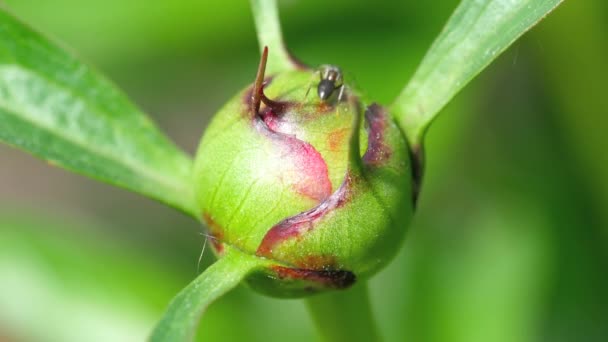 Gros plan sur le bouton de pivoine — Video