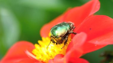 Cetonia Aurata kırmızı yıldız çiçeği çiçek