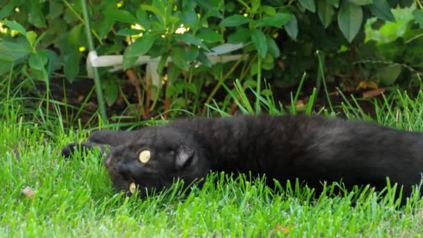 Black Scottish Fold cat — Stock video