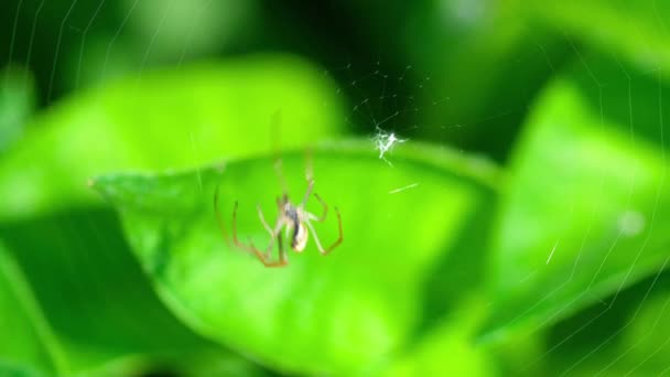 Αράχνη υφαίνει ένα web — Αρχείο Βίντεο