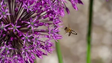 Soğan çiçek arıya