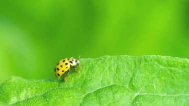 Çimlerde uğur böceği