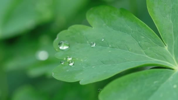 빗방울과 aquilegia 잎 — 비디오