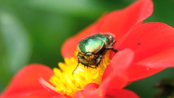 Cetonia Aurata on the Red Filia flower — стоковое видео