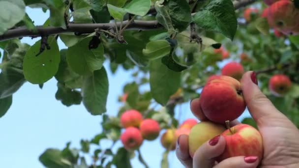 Recogiendo manzana roja de un árbol en verano — Vídeo de stock