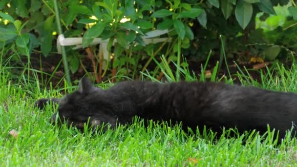 Negro escocés Fold gato — Vídeos de Stock