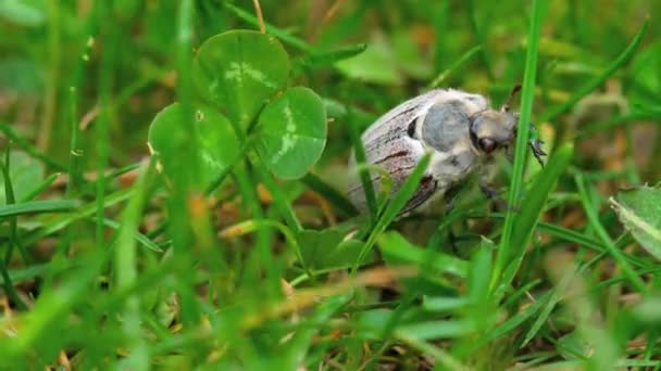 Escarabajo de mayo en la hierba — Vídeo de stock
