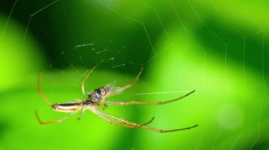 Örümcek web, av yiyor