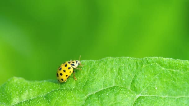 Ladybug in the grass — Stock Video