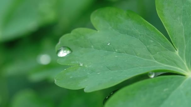 Aquilegia liść z deszczu — Wideo stockowe