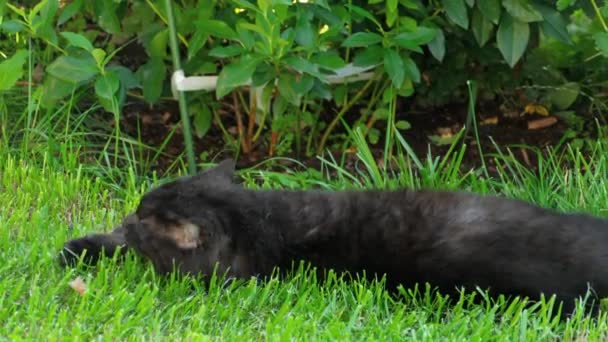 Black Scottish Fold cat — Stock video